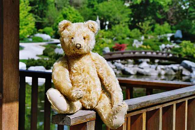 Steiff Teddy Bear ca 1930 in Japanese Garden in Vienna
